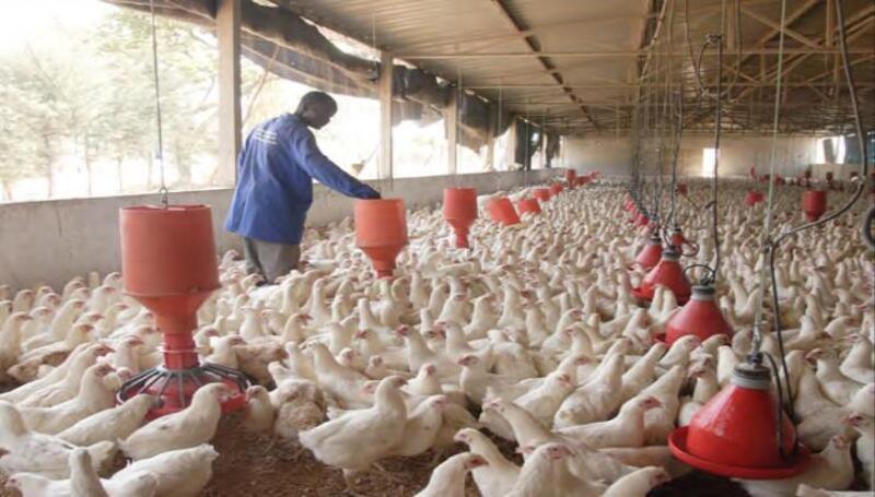 Avicultores desafiam Ecodima e acusam importadores de “asfixiar” produção nacional de frango
