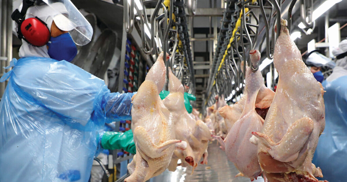 Angola gasta mais de 604 milhões USD a comprar trigo, frango e medicamentos